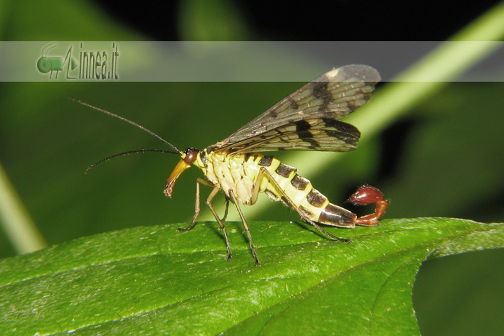 Panorpa vulgaris?